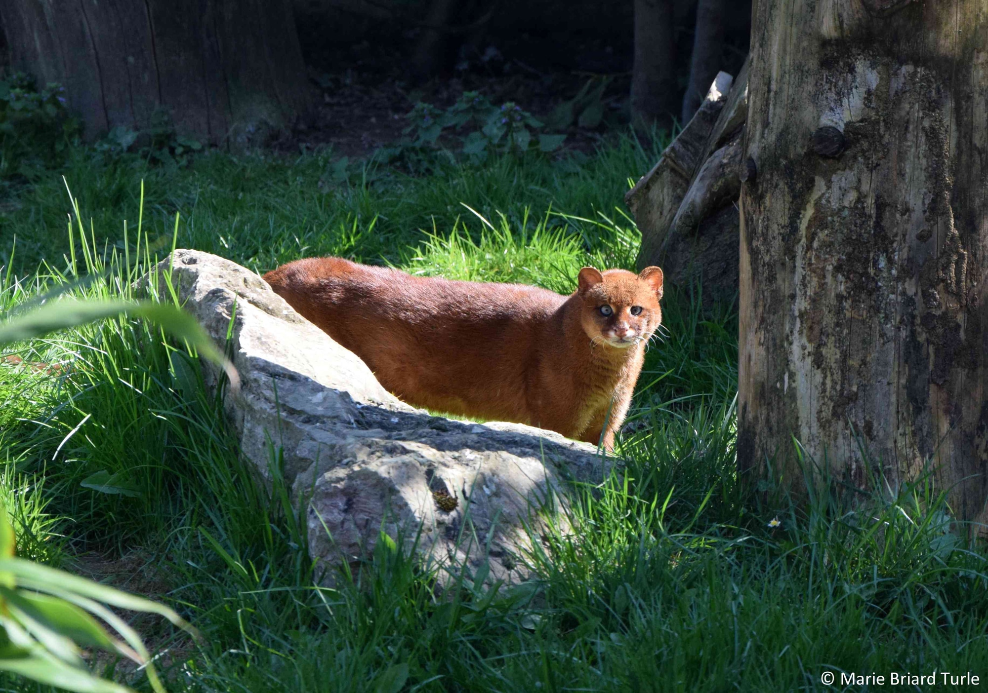 ledomainedesfauves_animaux_2022_jaguarondi.jpg (793 KB)