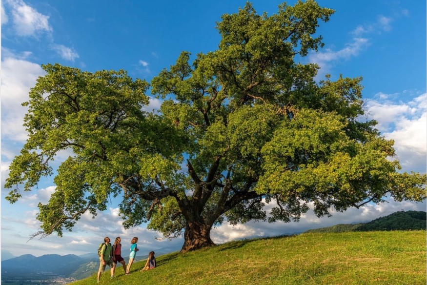 Le mythique chêne de Venon touché par les intempéries