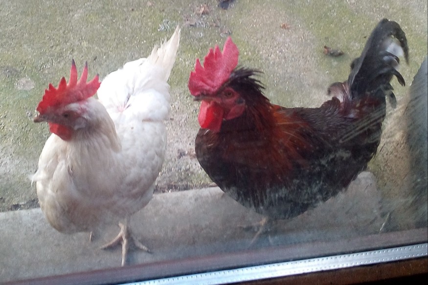 Nivolas-Vermelle : triste fin pour "le coq Ricco" accusé de nuisances sonores