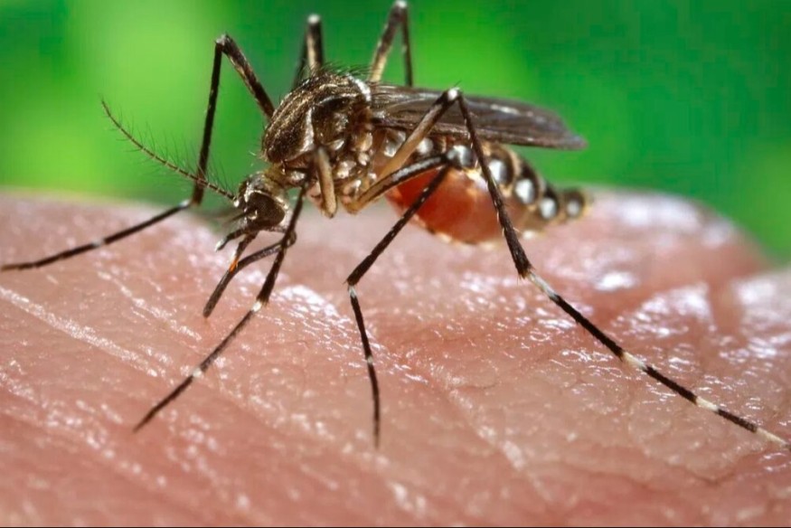 Un cas de chikungunya détecté en Isère